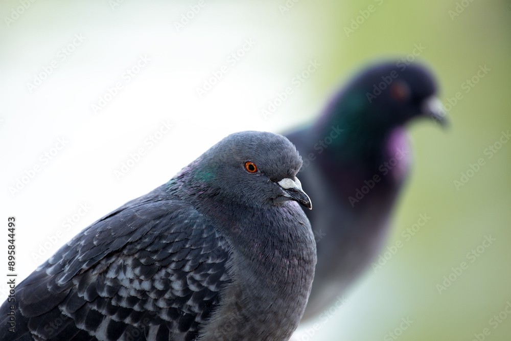 Rock Pigeon (Columba livia) Found in Urban Areas Worldwide Rock Pigeon (Columba livia) Found in Urban Areas Worldwide
