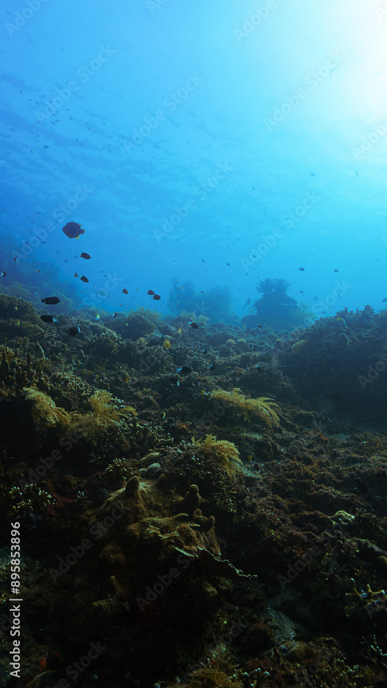 Obraz premium Underwater photo of a colorful coral reef and school of fish. From a scuba dive in Bali.