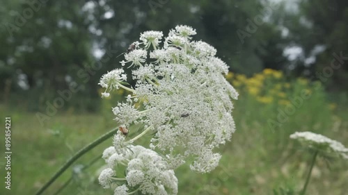 flowers in a field with alive colony of bugs consuming flower