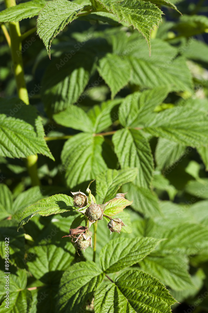 Blooming raspberry bush, raspberry blossom and flower. Close-up Blooming raspberry bush, raspberry blossom and flower. Close-up