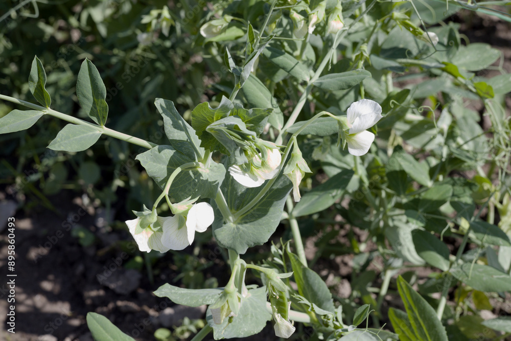 Pods of fresh peas in the garden in summer Pods of fresh peas in the garden in summer