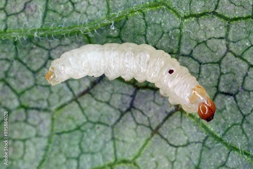 Current Clearwing (Synanthedon tipuliformis). A caterpillar removed from its place of development (currant shoot) and lying on a leaf. photo