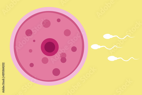 sperm and egg fertillization