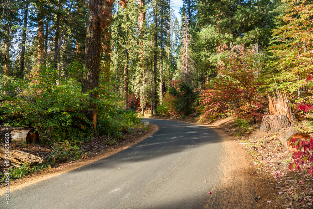 Naklejka premium Narrow curvy road through giant sequia forest on a sunny autumn day