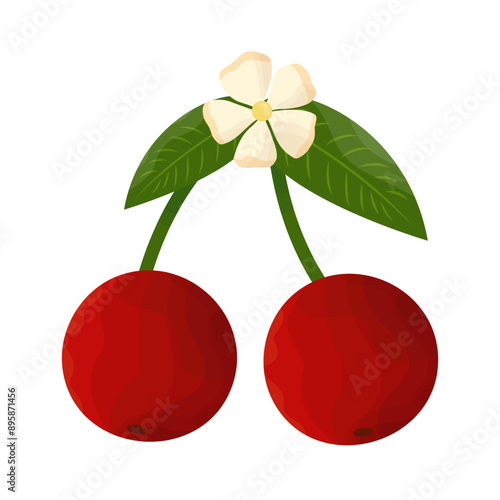 Red fresh cherry with green leaves and white flower fruit design. Botanical vector illustration. A simple flat design oraganic and healty cherry clipart. Tasty sweet summer food
