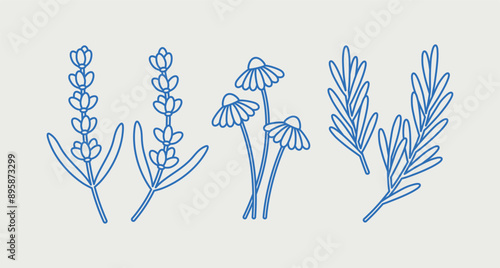 Hand-drawn vector set. Line art, retro. Plants and herbs for cosmetics. Lavender, chamomile, rosemary.