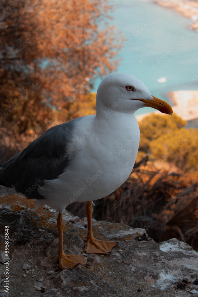 Gaviota en una roca mirando a la playa Gaviota en una roca mirando a la playa