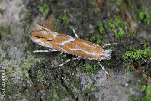 Cameraria ohridella (horse-chestnut leaf miner) on Horse Chestnut showing markings and detail. A moth on the bark of a chestnut tree. Ultralacro. photo