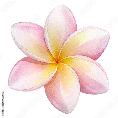 Plumeria flower 