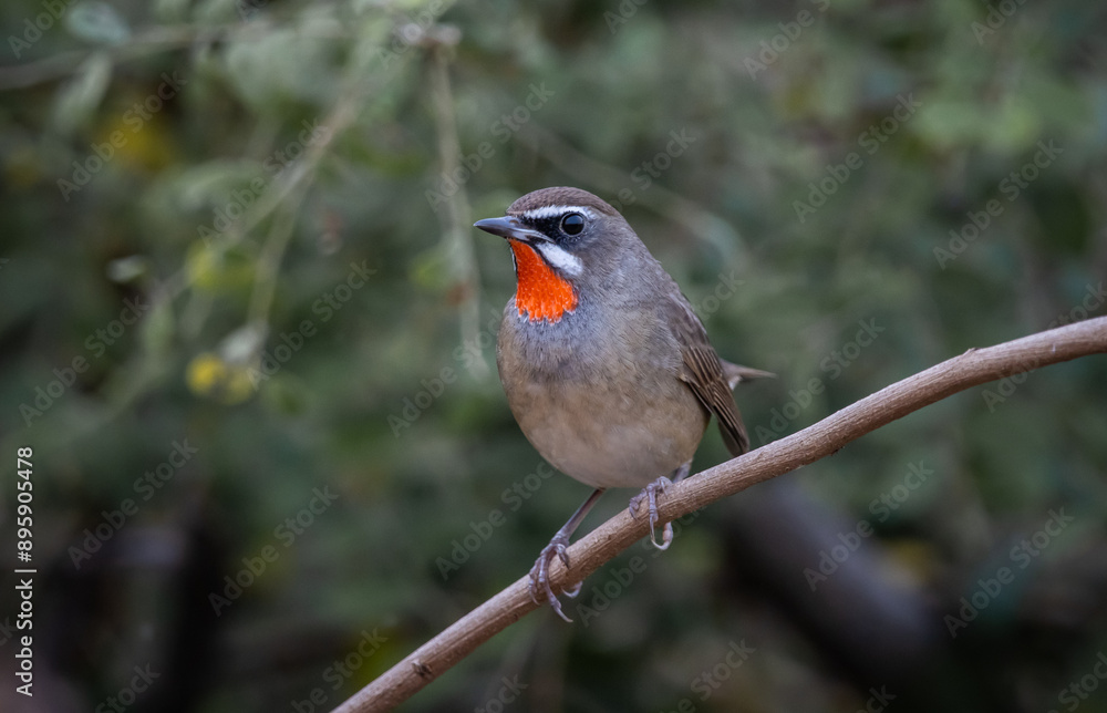 Siberian Rubythroat animal portrait close up shot.