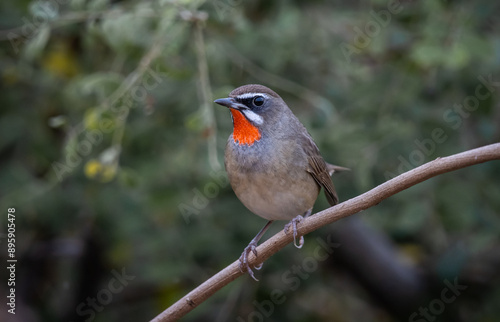 Obraz na płótnie Siberian Rubythroat animal portrait close up shot. w salonie