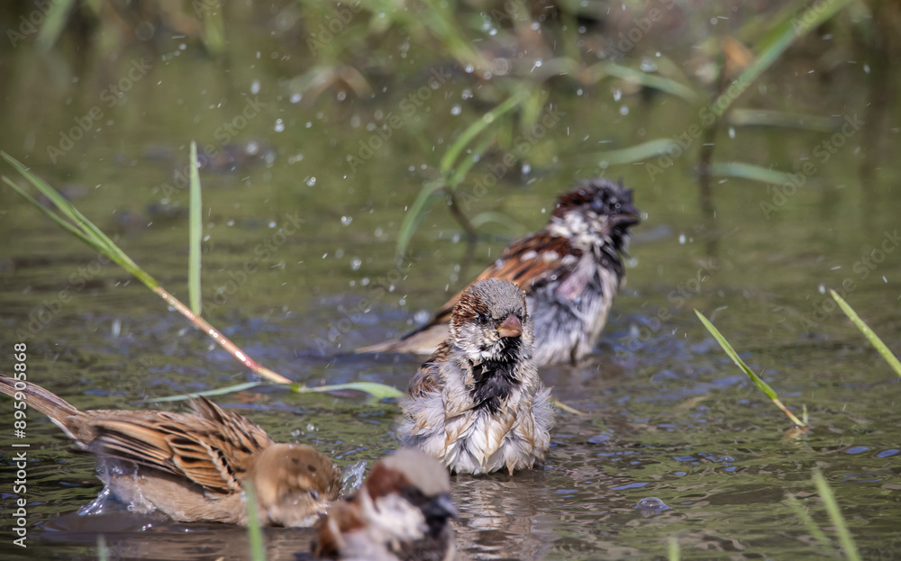 House Sparrow playing in a puddle on the floor along the walkway.