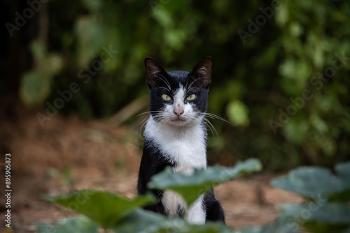 Obraz na płótnie A cat with white and black stripes is in the garden. w salonie