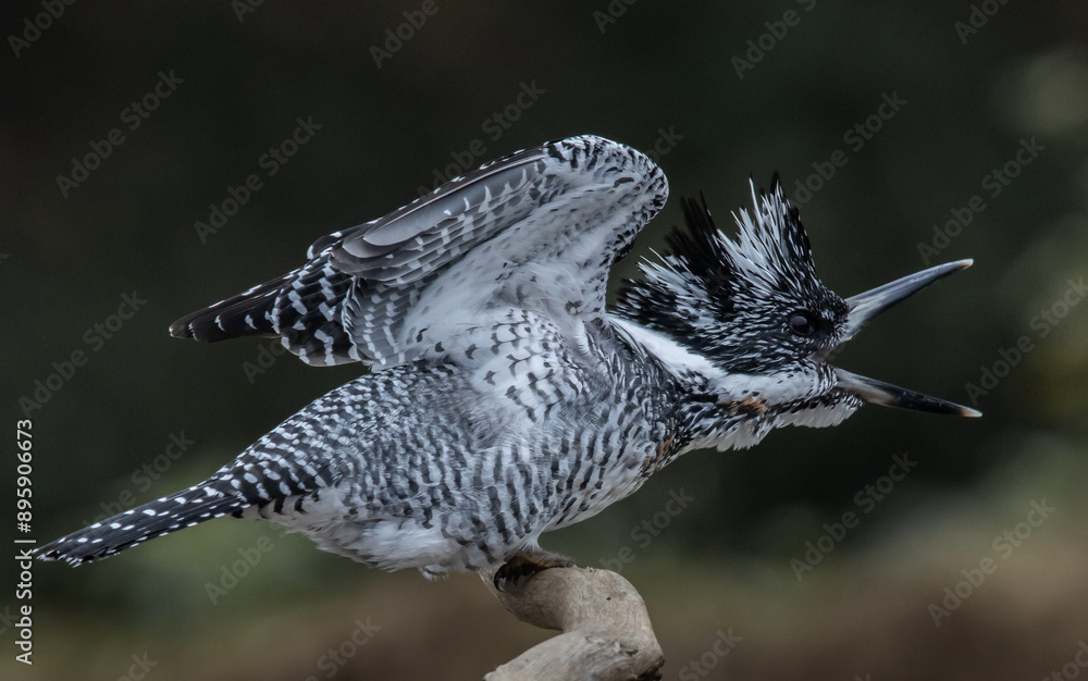 Crested Kingfisher on the branch at Chiang Dao District Chiangmai Province Thailand ( animal portrait ).