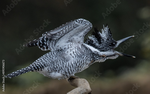 Obraz na płótnie Crested Kingfisher on the branch at Chiang Dao District Chiangmai Province Thailand ( animal portrait ). w salonie