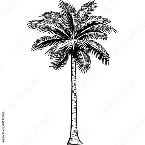 Hand drawn Palm Tree or Coconut Tree Sketch Illustration
