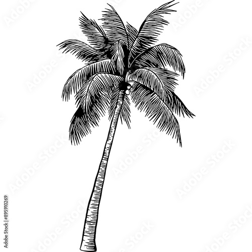 Hand drawn Palm Tree or Coconut Tree Sketch Illustration