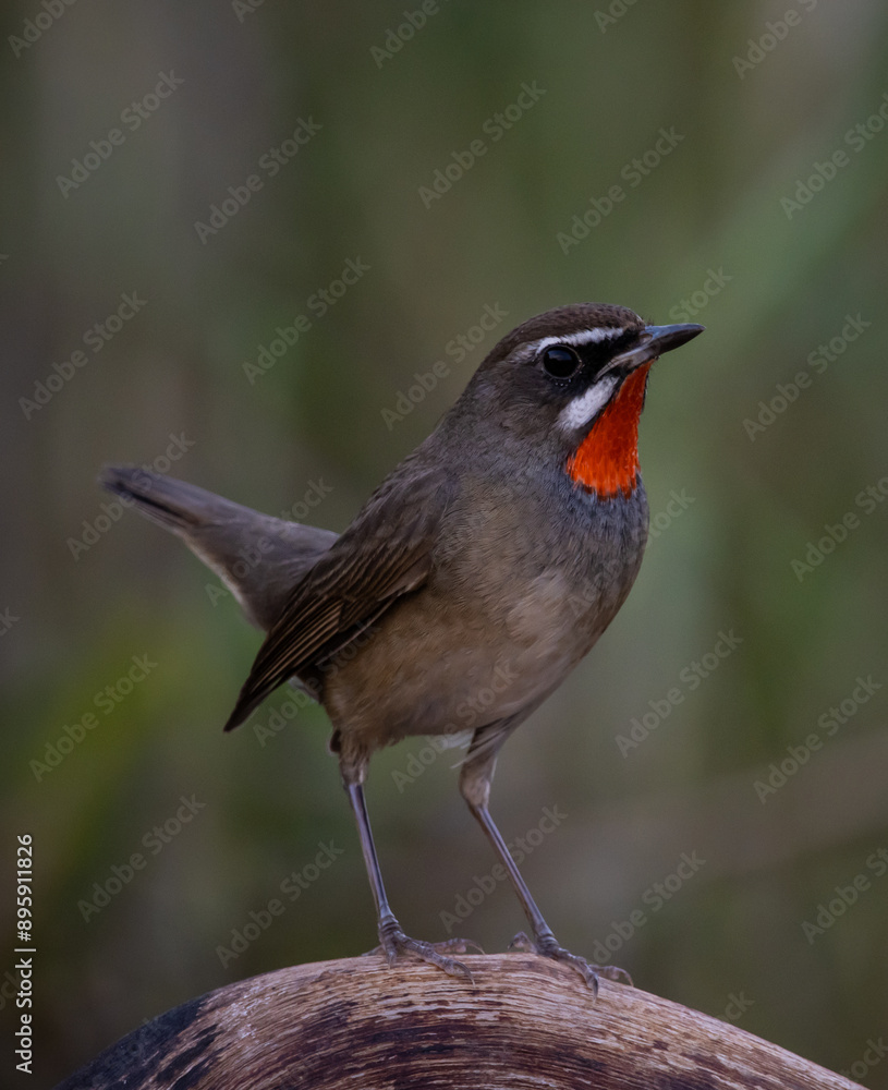 Siberian Rubythroat animal portrait close up shot.
