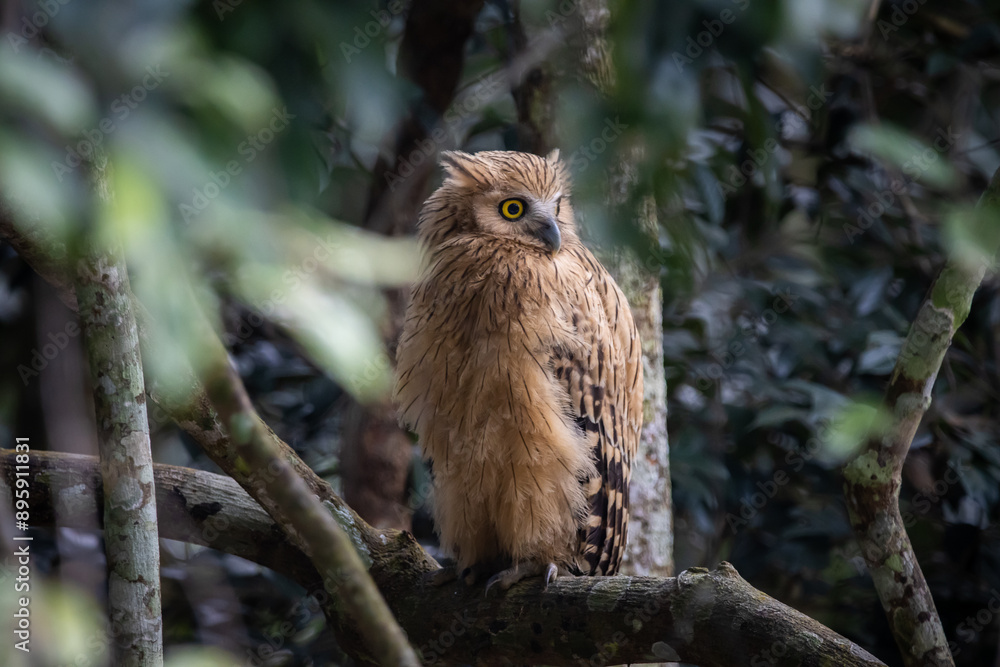 Buffy fish owl on the branch tree animal portrait.