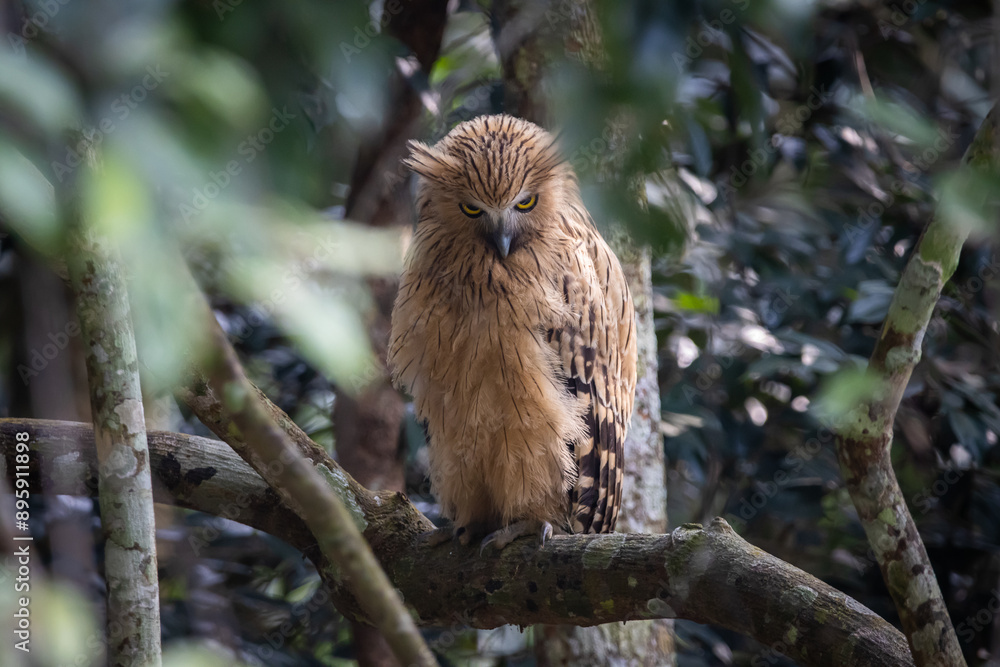 Buffy fish owl on the branch tree animal portrait.