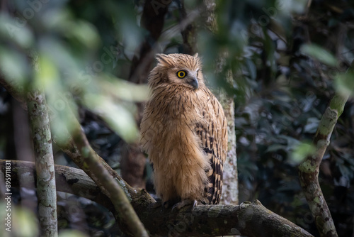 Obraz na płótnie Buffy fish owl on the branch tree animal portrait. w salonie