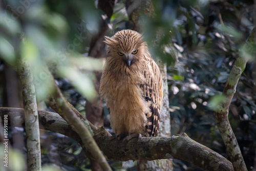 Obraz na płótnie Buffy fish owl on the branch tree animal portrait. w salonie