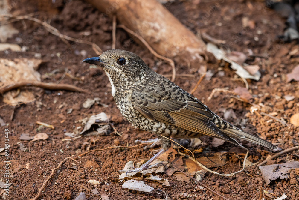 White-throated Rockthrush (female) animal portrait close up shot.