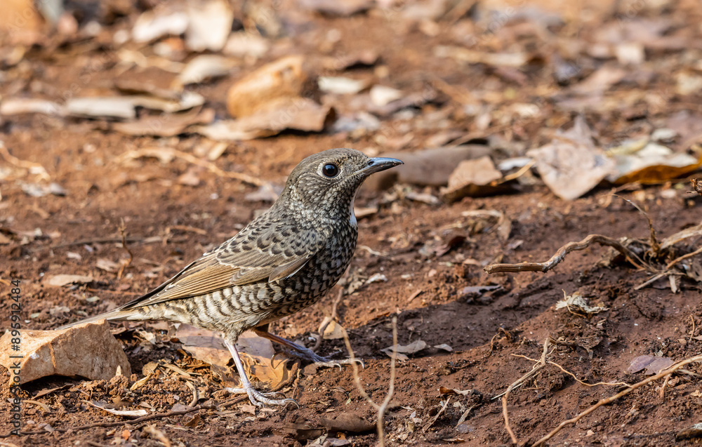 White-throated Rockthrush (female) animal portrait close up shot.