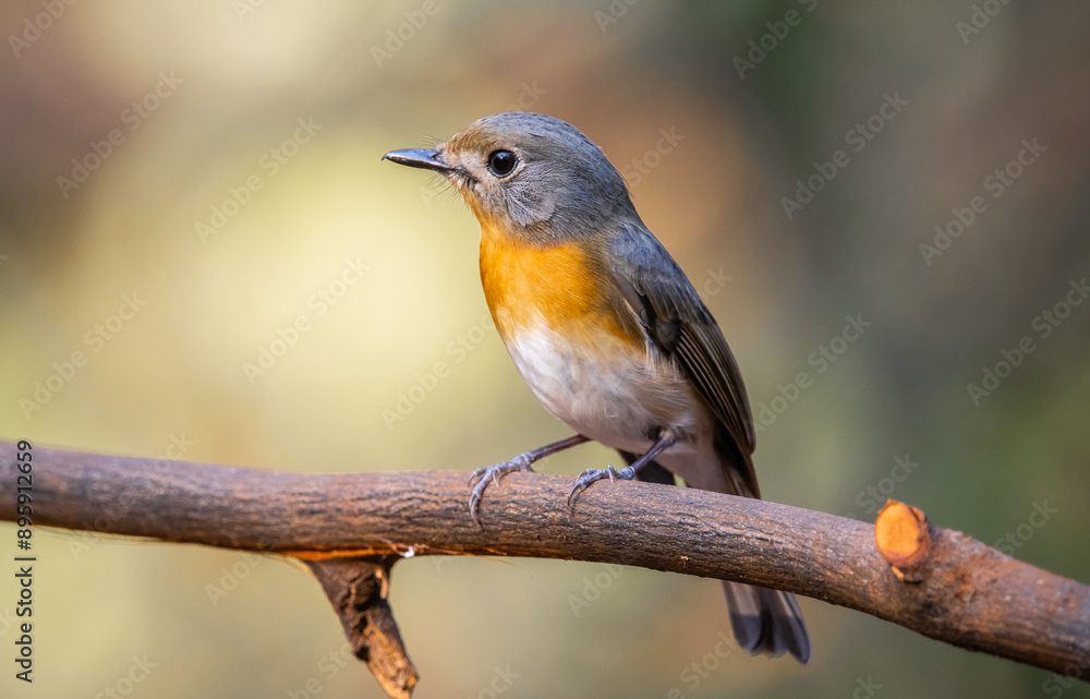 Indochinese Blue Flycatcher on the branch animal portrait.