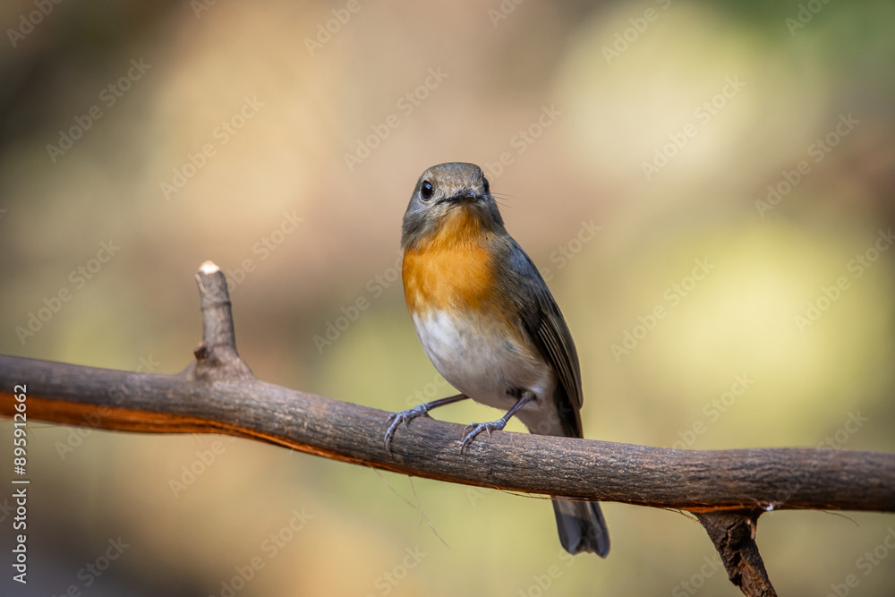 Indochinese Blue Flycatcher on the branch animal portrait.