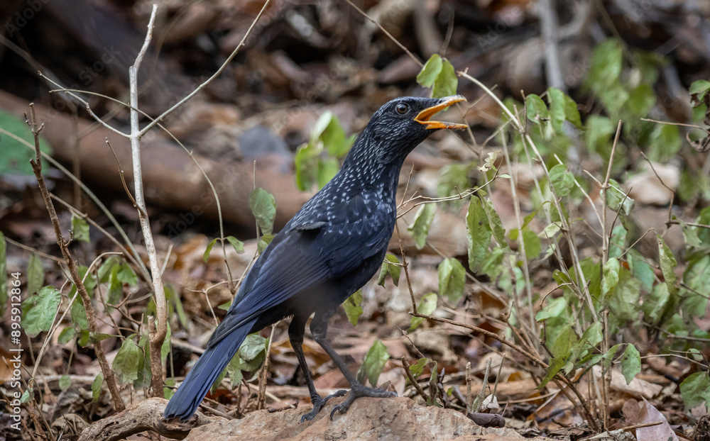 Blue Whistling-thrush (Myophonus caeruleus) on the ground animal portrait.
