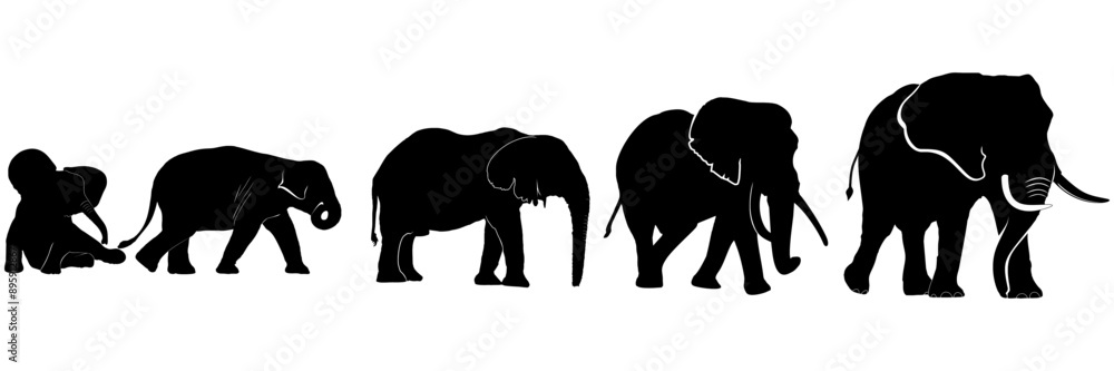 Fototapeta premium set elephant silhouette illustration background