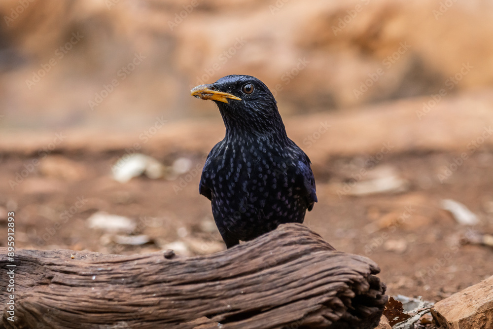 Blue Whistling-thrush (Myophonus caeruleus) on the ground animal portrait.