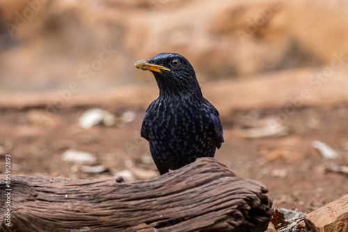 Obraz na płótnie Blue Whistling-thrush (Myophonus caeruleus) on the ground animal portrait. w salonie