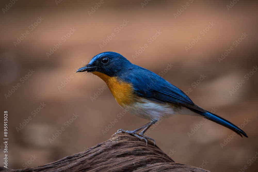 Indochinese Blue Flycatcher on the branch animal portrait. Indochinese Blue Flycatcher on the branch animal portrait.