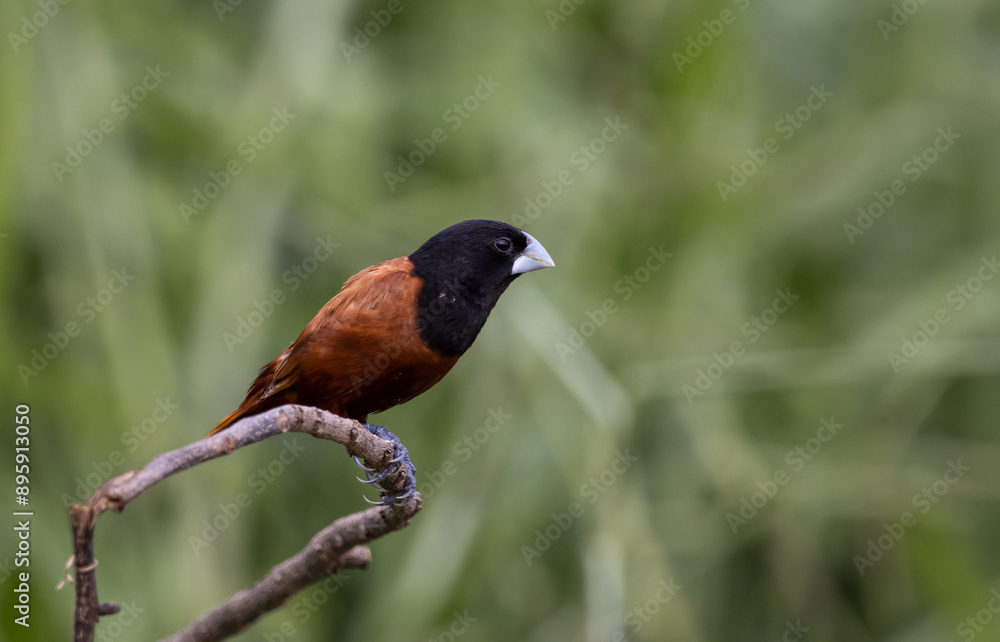 Black- headed Munia animal portrait close up shot.