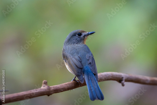 Obraz na płótnie Indochinese Blue Flycatcher on the branch animal portrait. w salonie