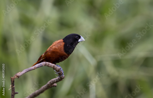 Obraz na płótnie Black- headed Munia animal portrait close up shot. w salonie