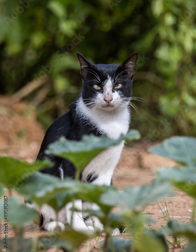 Obraz na płótnie A cat with white and black stripes is in the garden. w salonie
