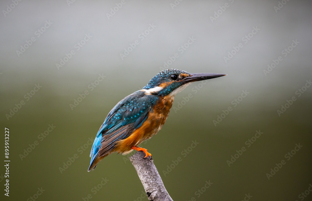 Common kingfisher on the branch tree animal portrait.