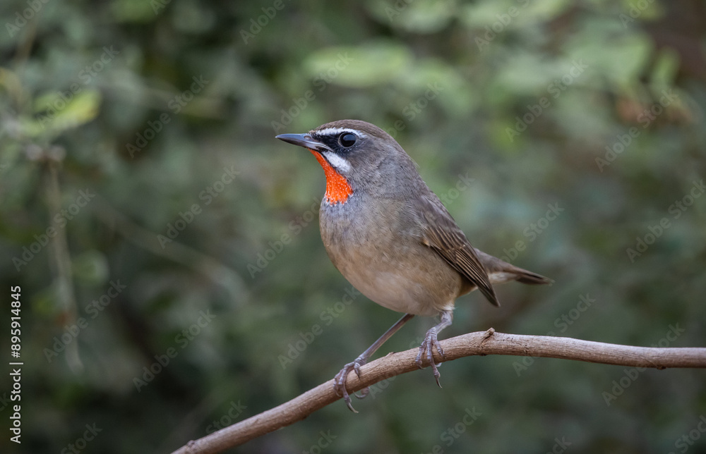 Siberian Rubythroat animal portrait close up shot. Siberian Rubythroat animal portrait close up shot.
