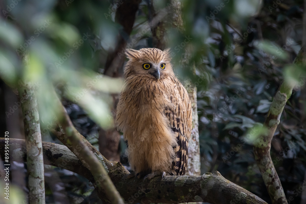 Buffy fish owl on the branch tree animal portrait.