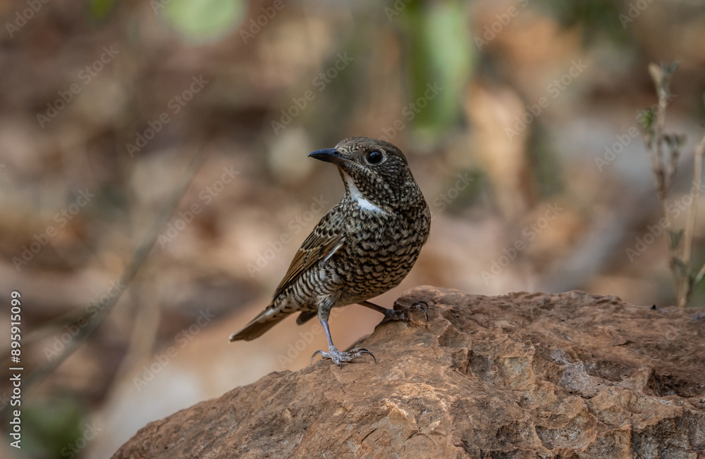 White-throated Rockthrush (female) animal portrait close up shot.