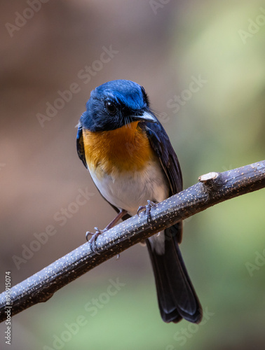 Obraz na płótnie Indochinese Blue Flycatcher on the branch animal portrait. w salonie