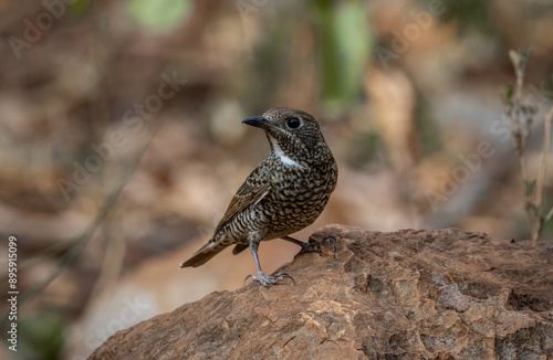 Obraz na płótnie White-throated Rockthrush (female) animal portrait close up shot. w salonie