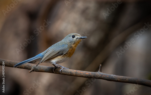 Obraz na płótnie Indochinese Blue Flycatcher on the branch animal portrait. w salonie