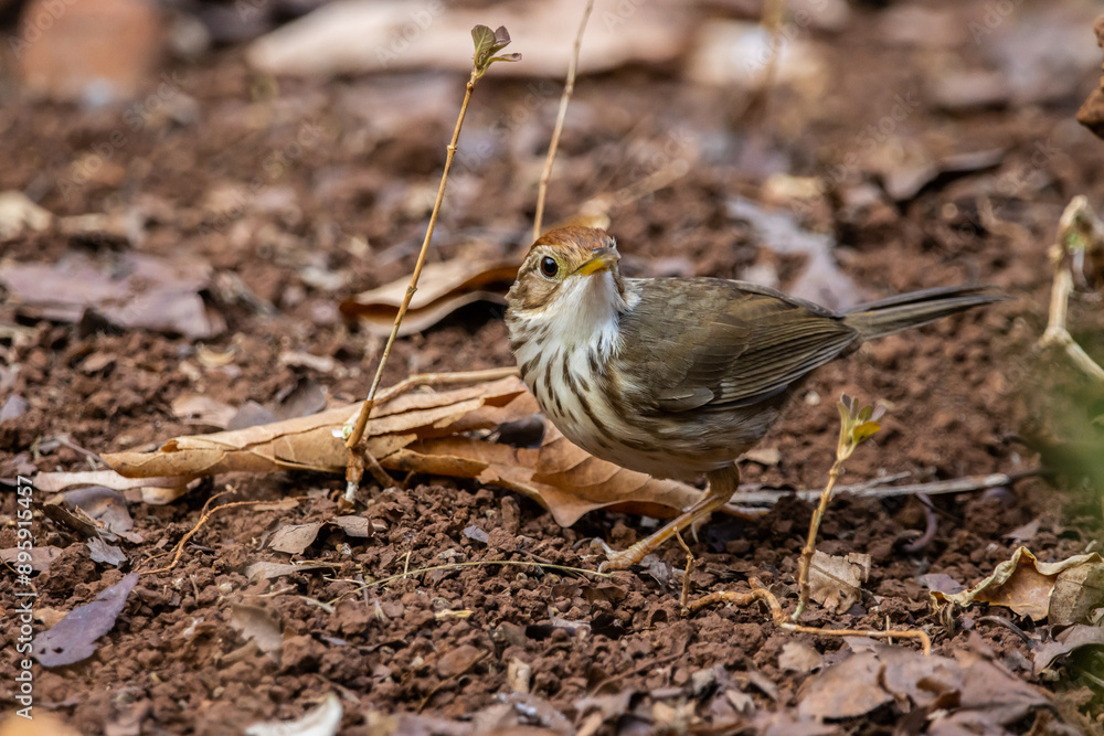 Puff-throated babbler on the ground animal portrait.