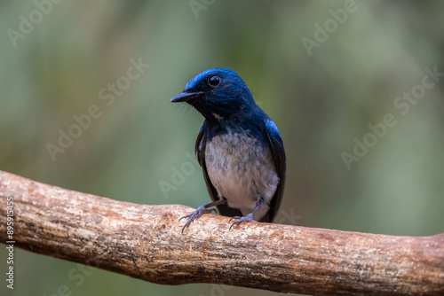 Obraz na płótnie Hainan Blue Flycatcher on the branch thee animal portrait. w salonie