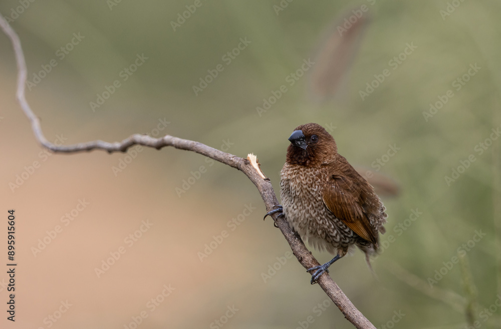 Scaly- breasted Munia on the branch animal portrait.
