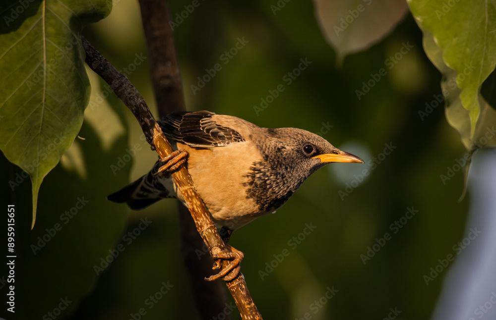 Rosy Starling animal portrait in park of Thailand.